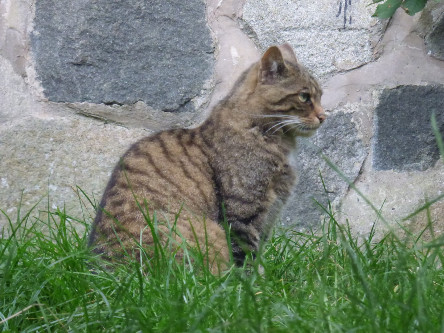 Scottish Wildcat
