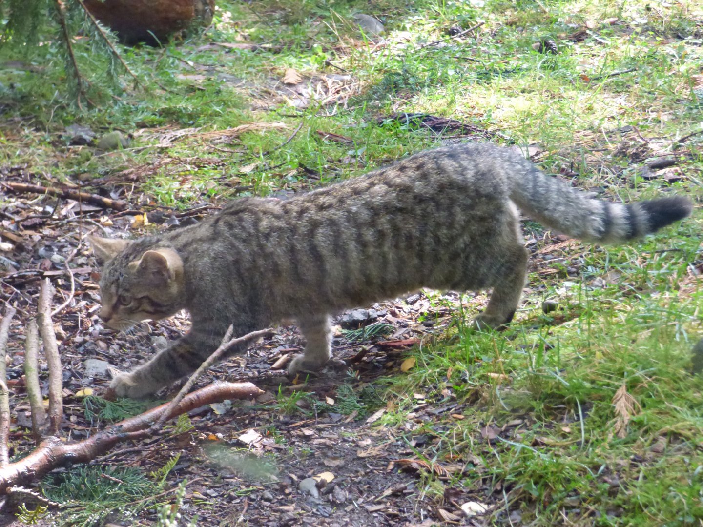 Scottish Wildcat