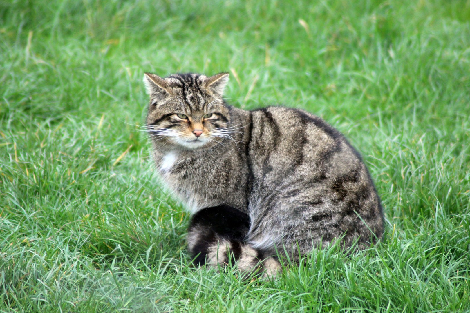 Scottish Wildcat
