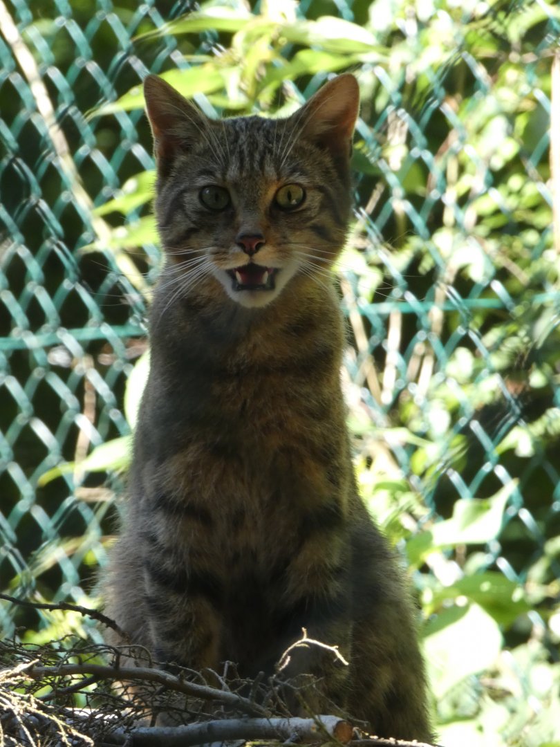 Scottish Wildcat