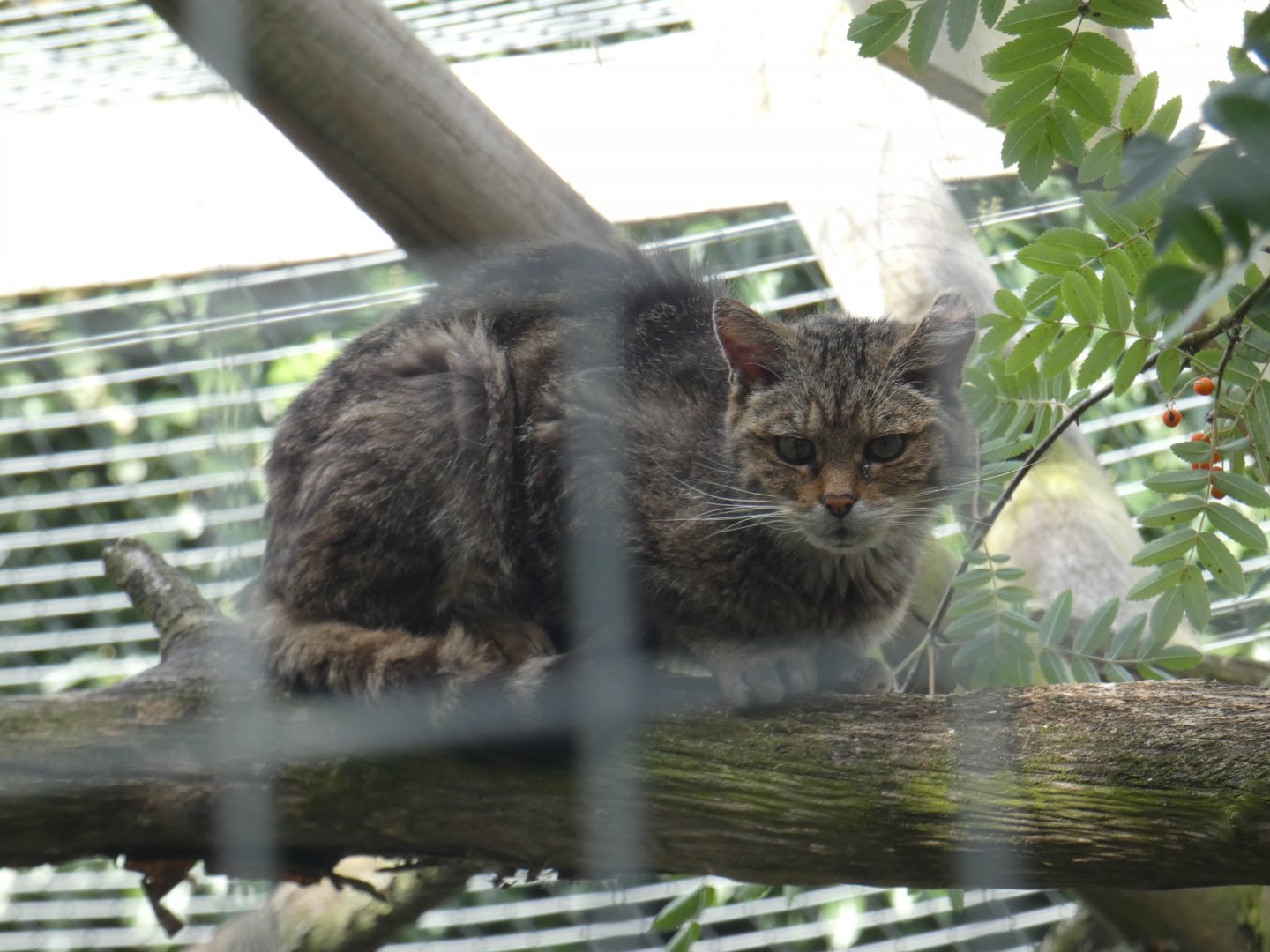 Scottish Wildcat