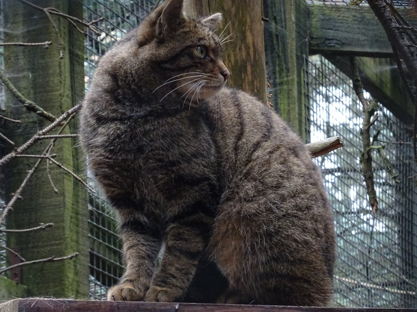 Scottish Wildcat