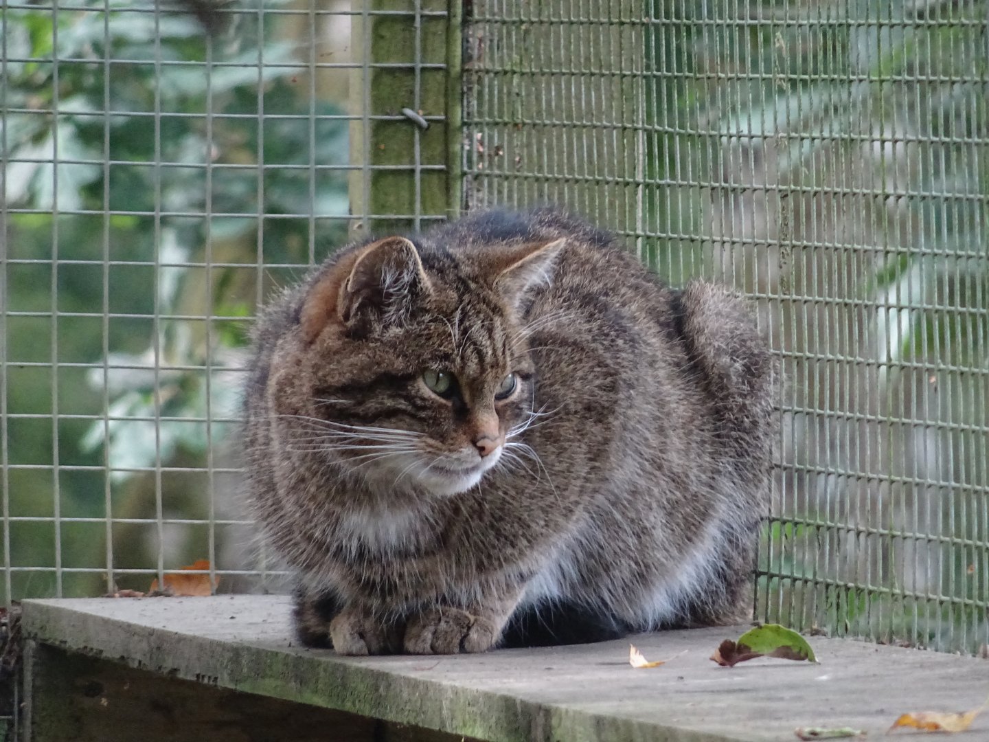Scottish Wildcat