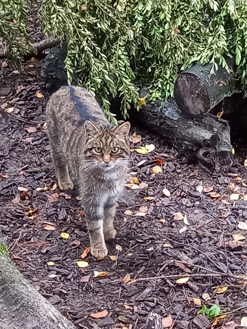 Scottish Wildcat