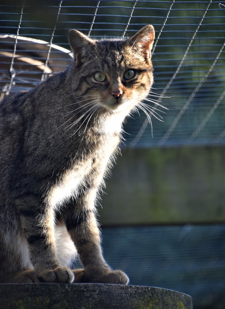 Scottish wildcat