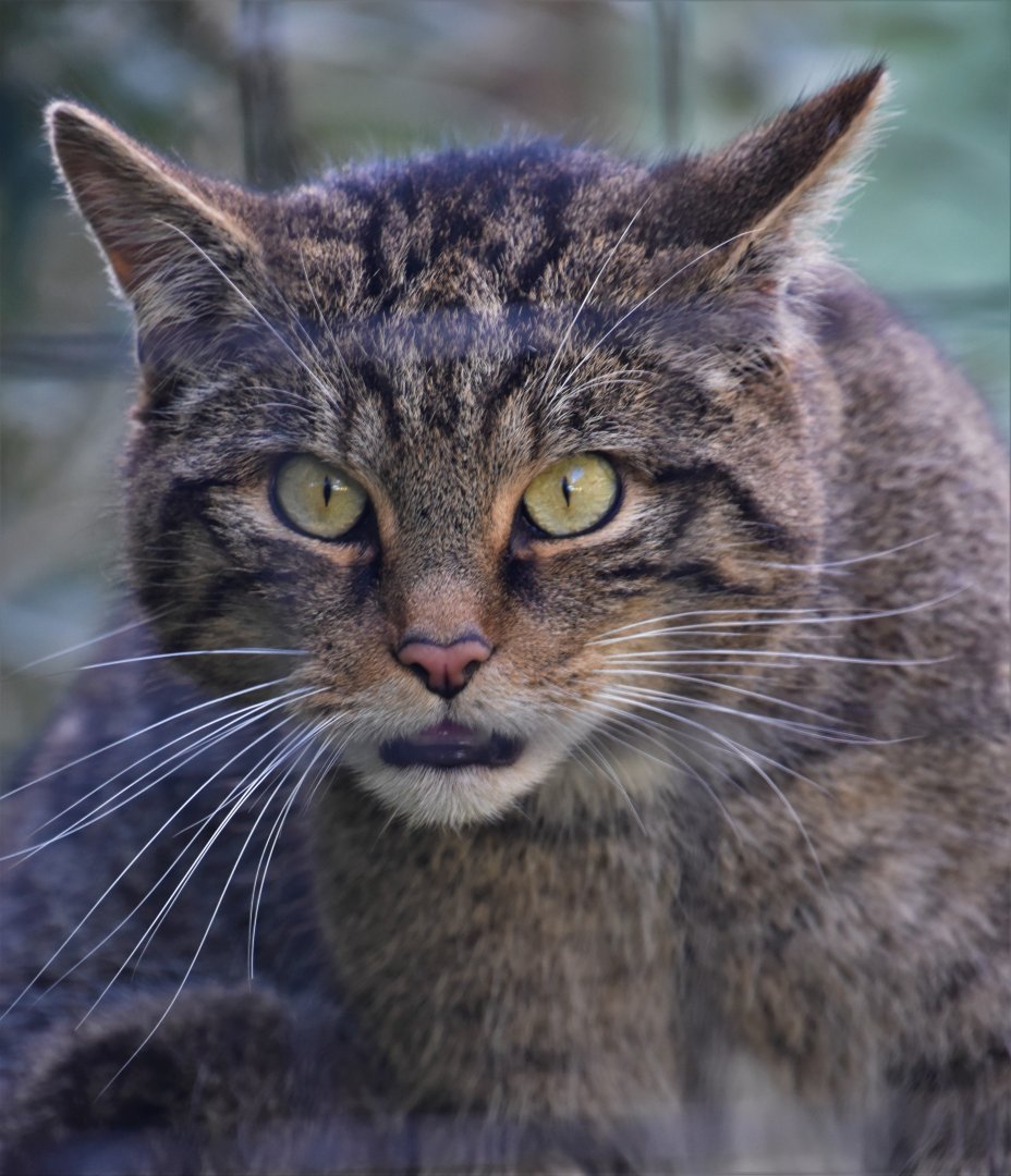 Scottish wildcat