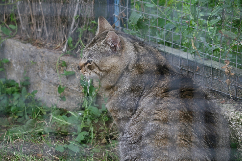Scottish Wildcat