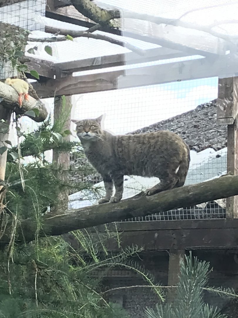 Scottish wildcat
