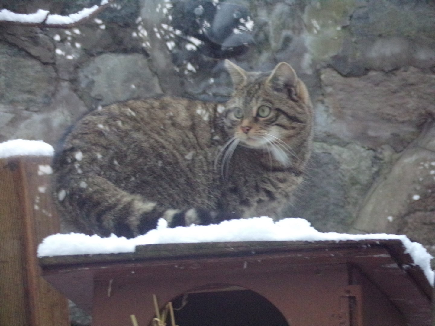 Scottish wildcat
