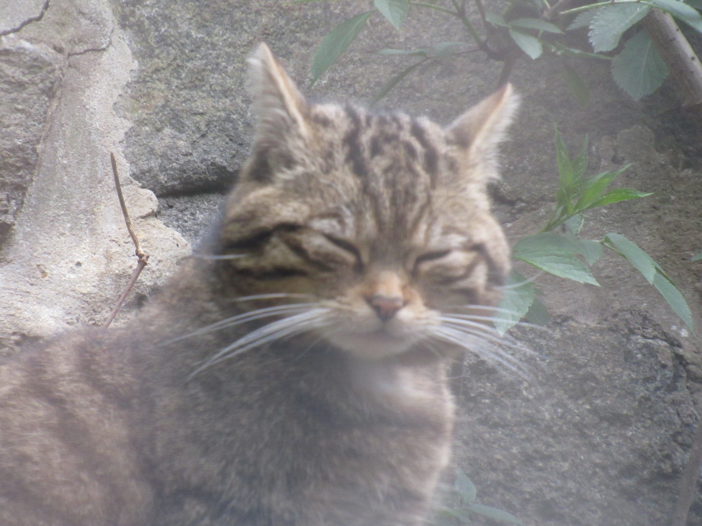 Scottish Wildcat