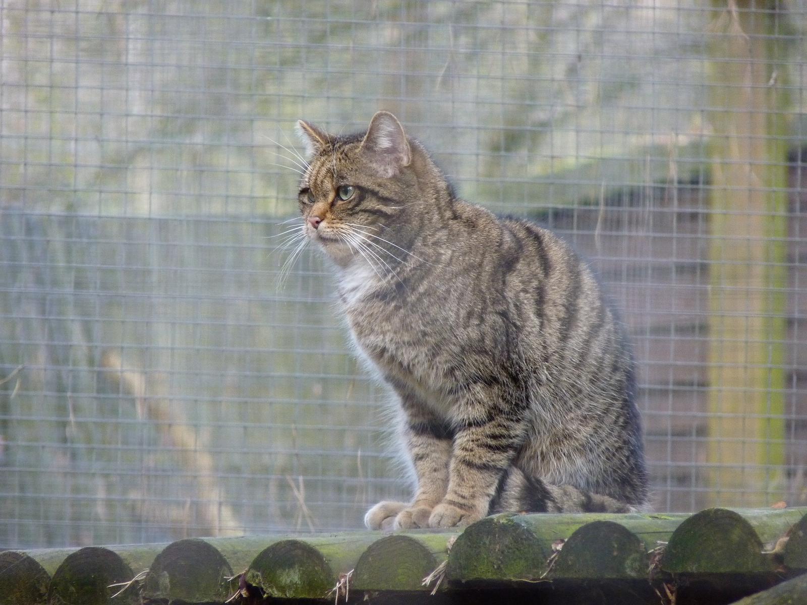 Scottish Wildcat