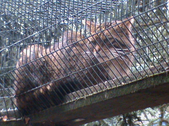 scottish wildcat1 04/10