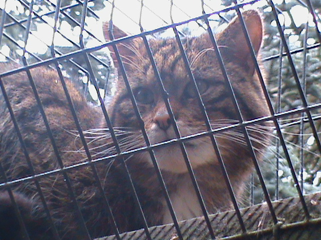 scottish wildcat2 04/10