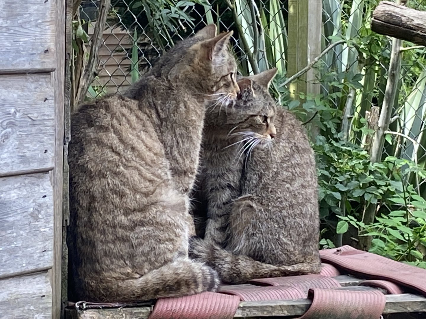 Scottish wildcats 060625