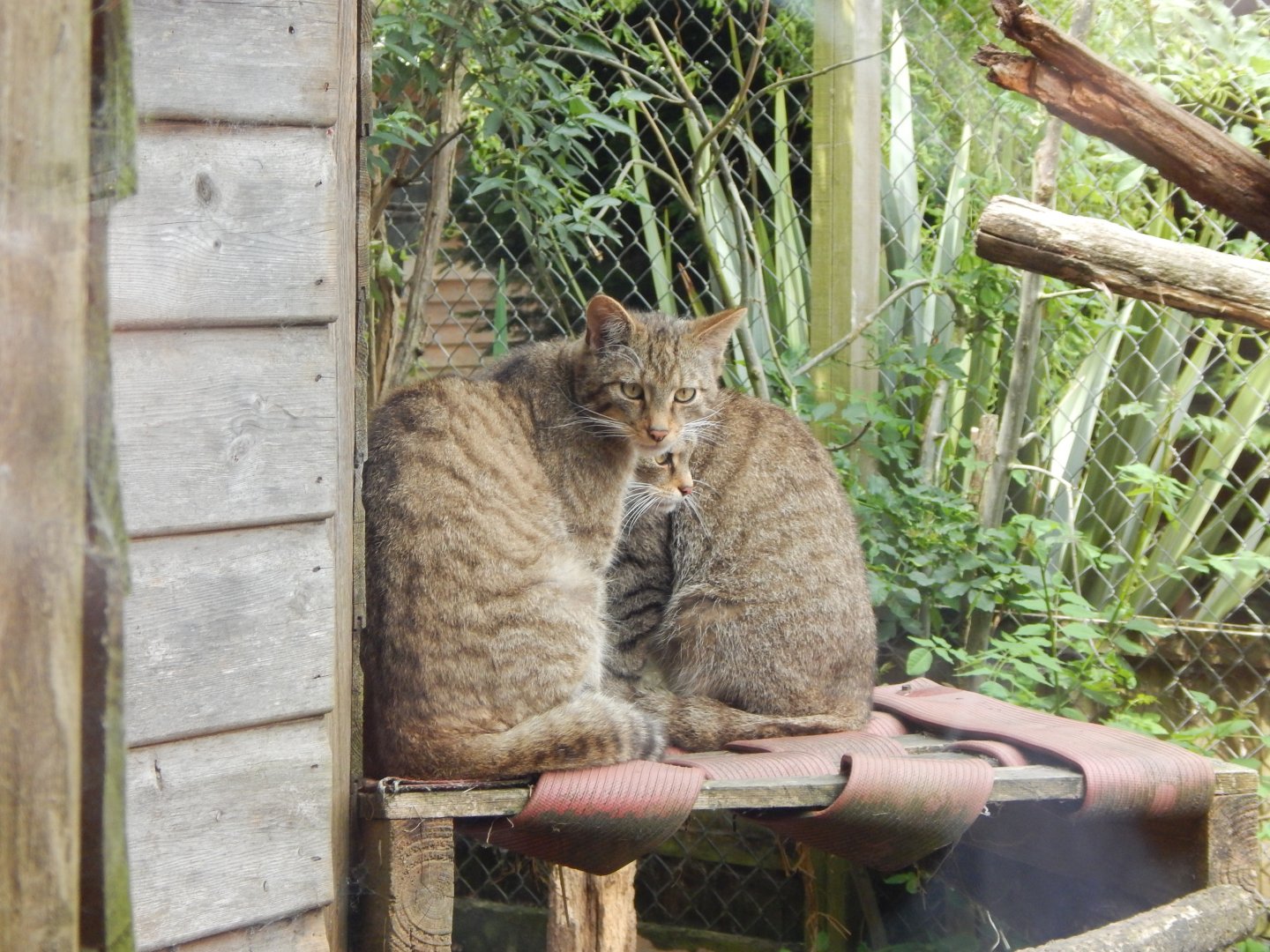 Scottish wildcats 060625