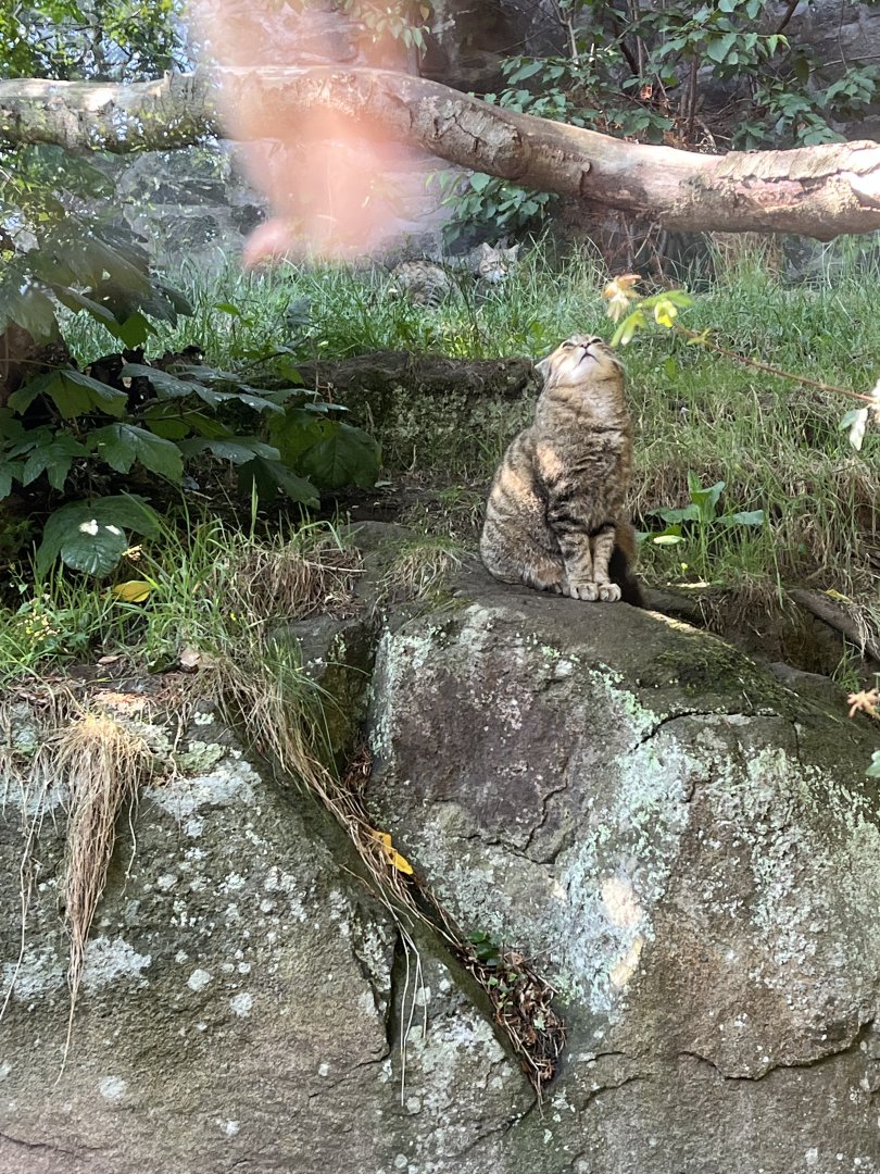 Scottish wildcats 22.6.25