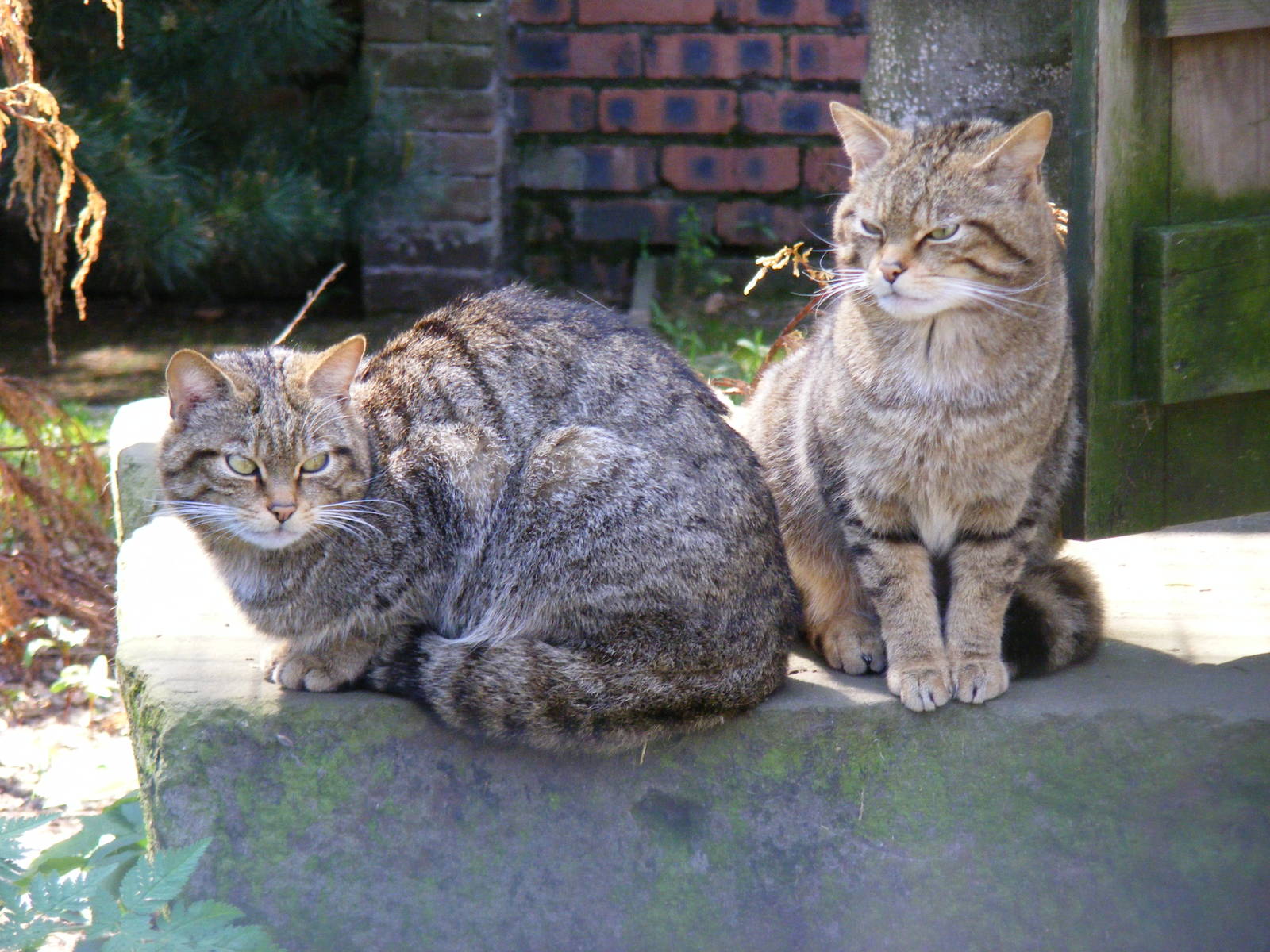 Scottish wildcats at Camperdown Wildlife Centre, 18 May 2010