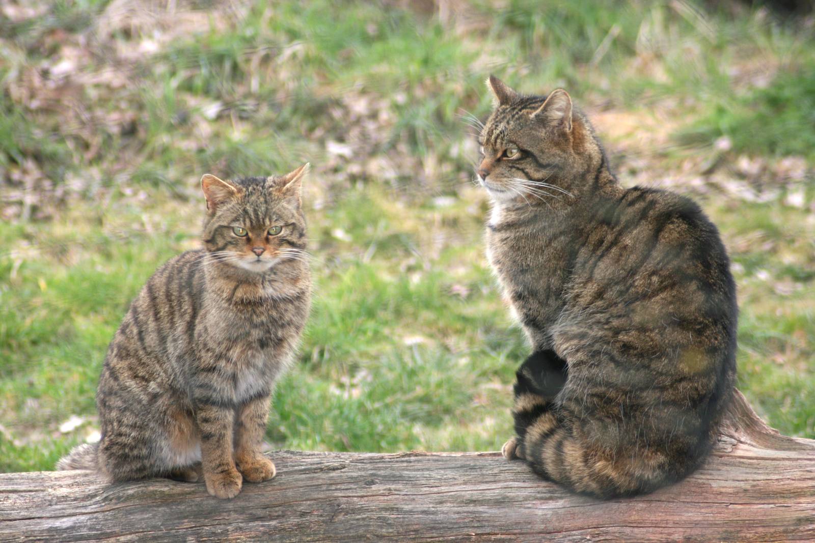 Scottish wildcats; British Wildlife Centre; 14th March 2010