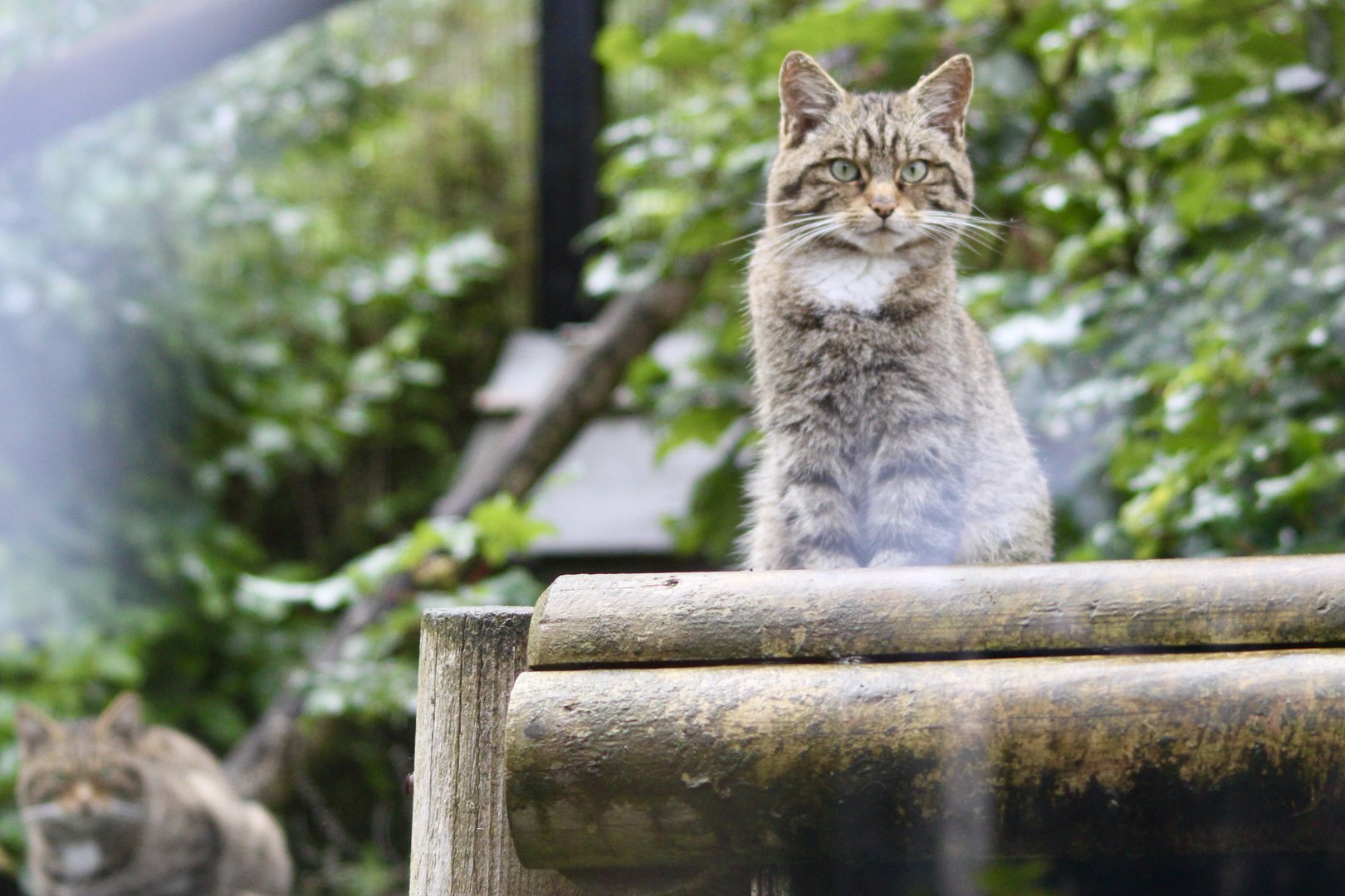 Scottish wildcats (Felis silvestris silvestris) at Belfast Zoo (25/08/2023)