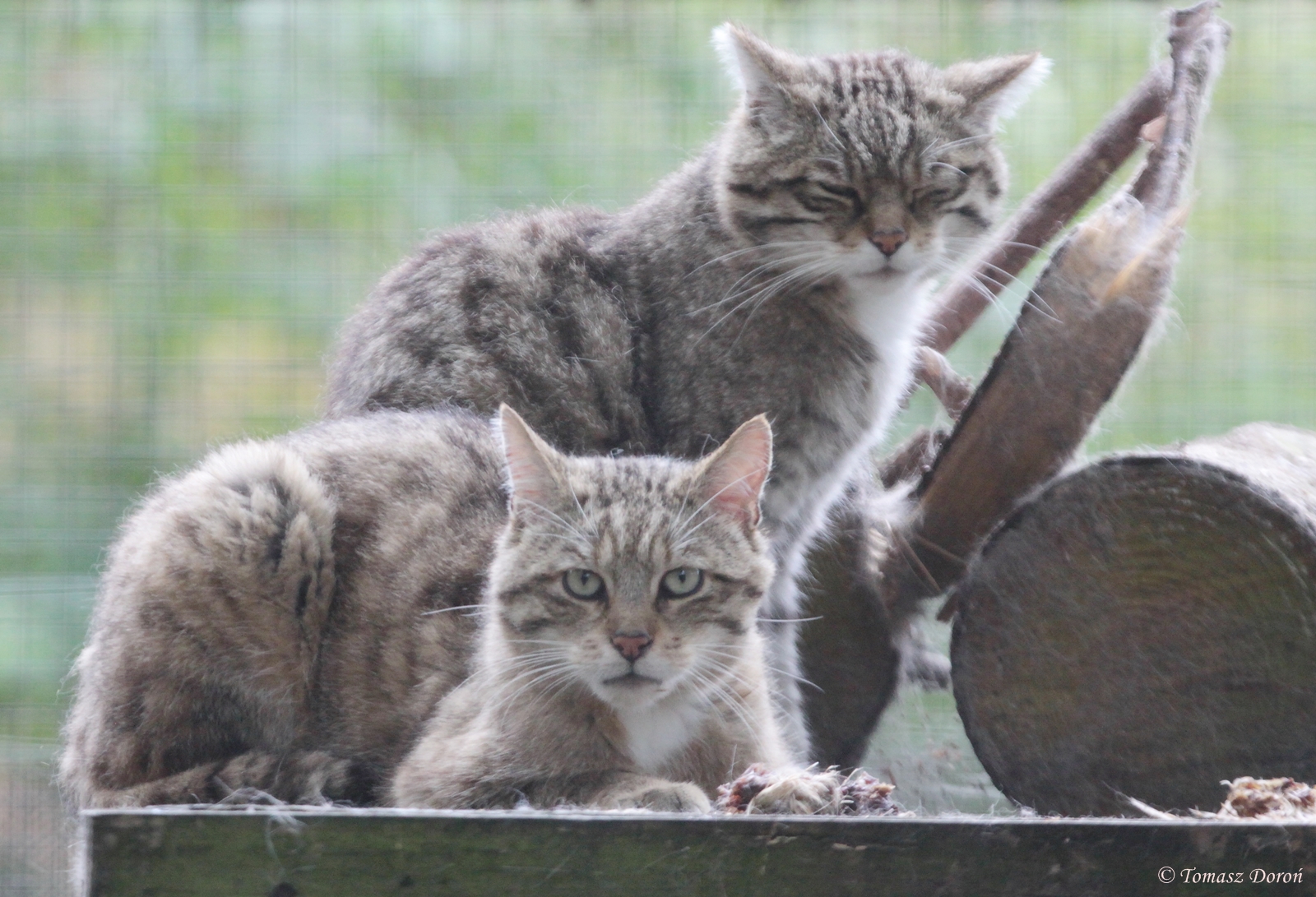 Scottish Wildcats (Felis sylvestris grampia)