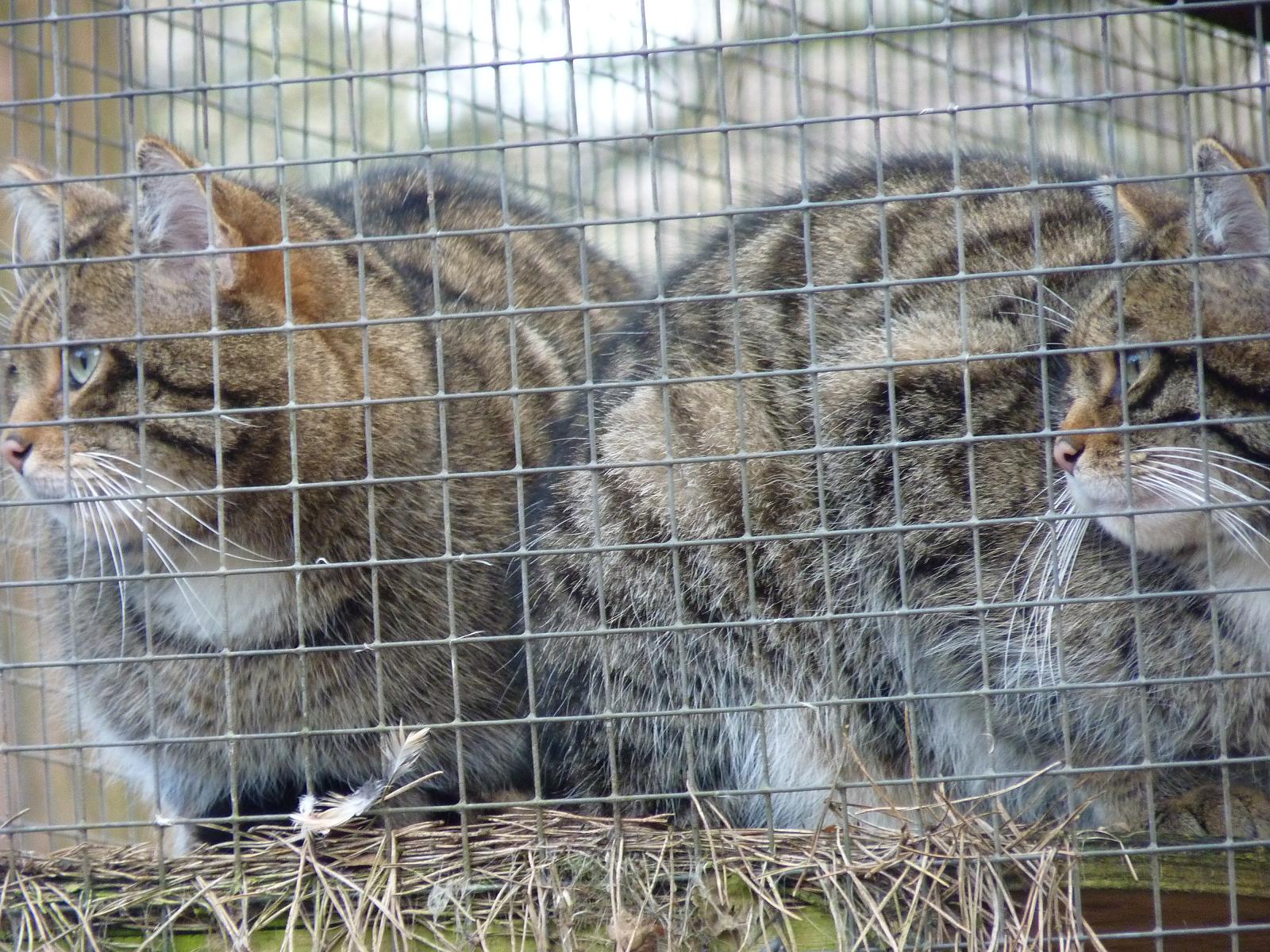 Scottish Wildcats