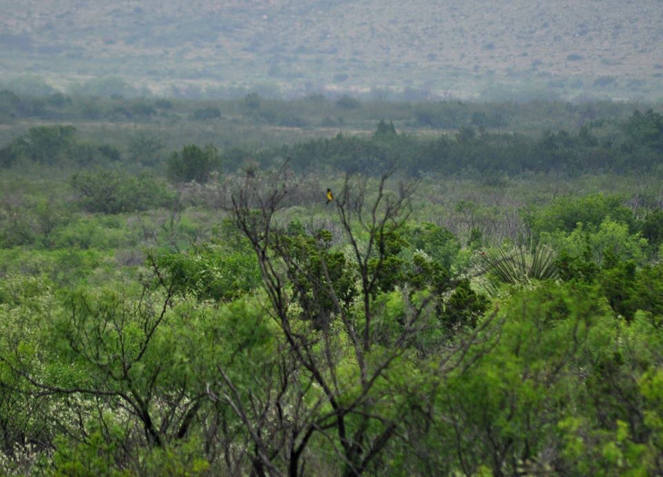 Scotts Oriole and the brush habitat of the Marathon Basin - Texas