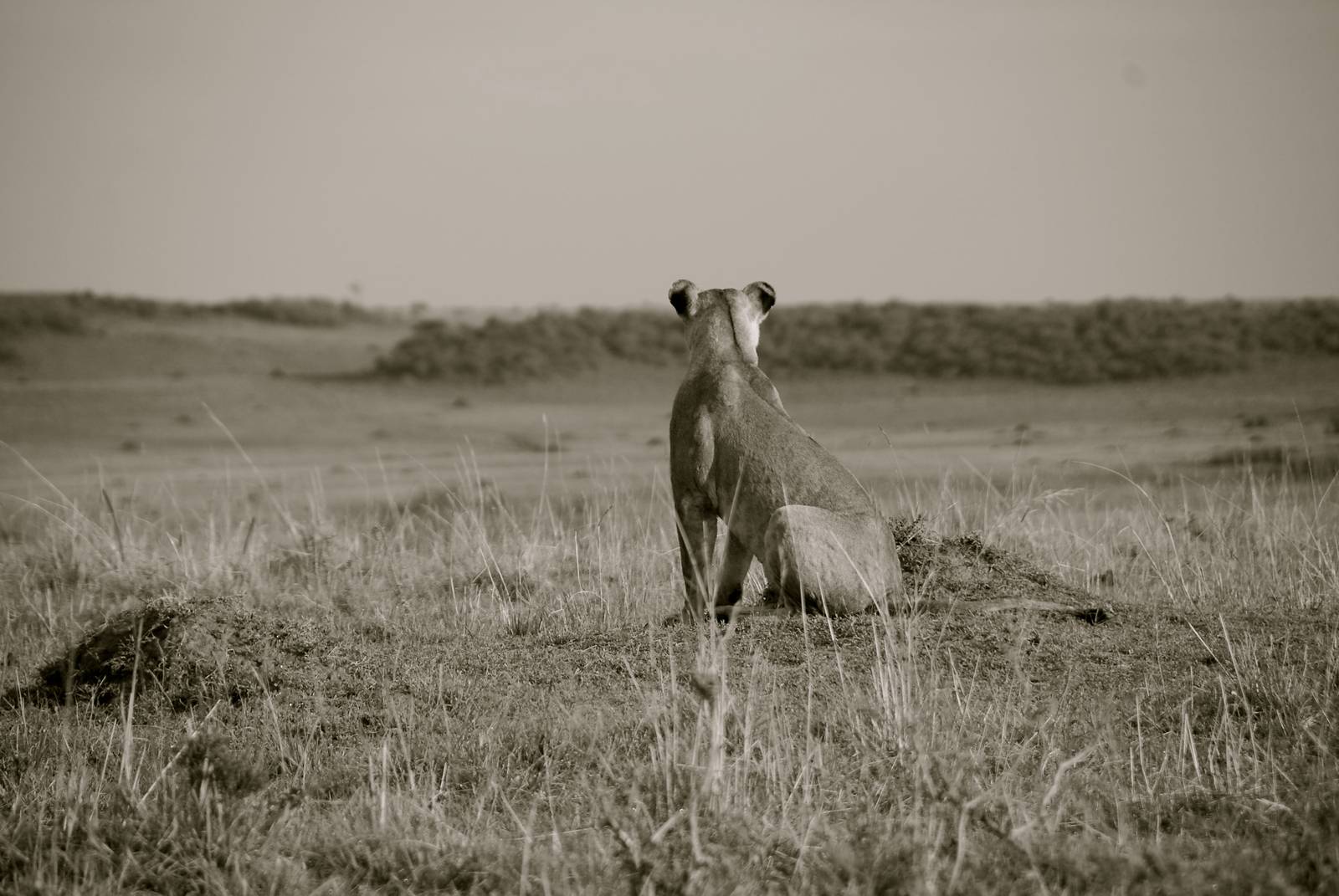 Scouring the Plains - Masai Mara NR