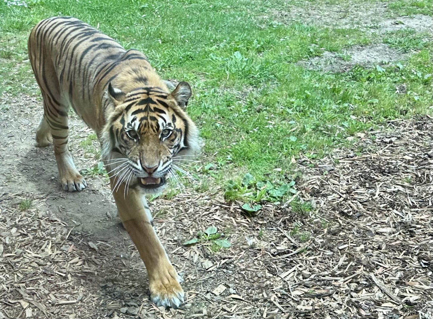 Scout (Male Sumatran Tiger)