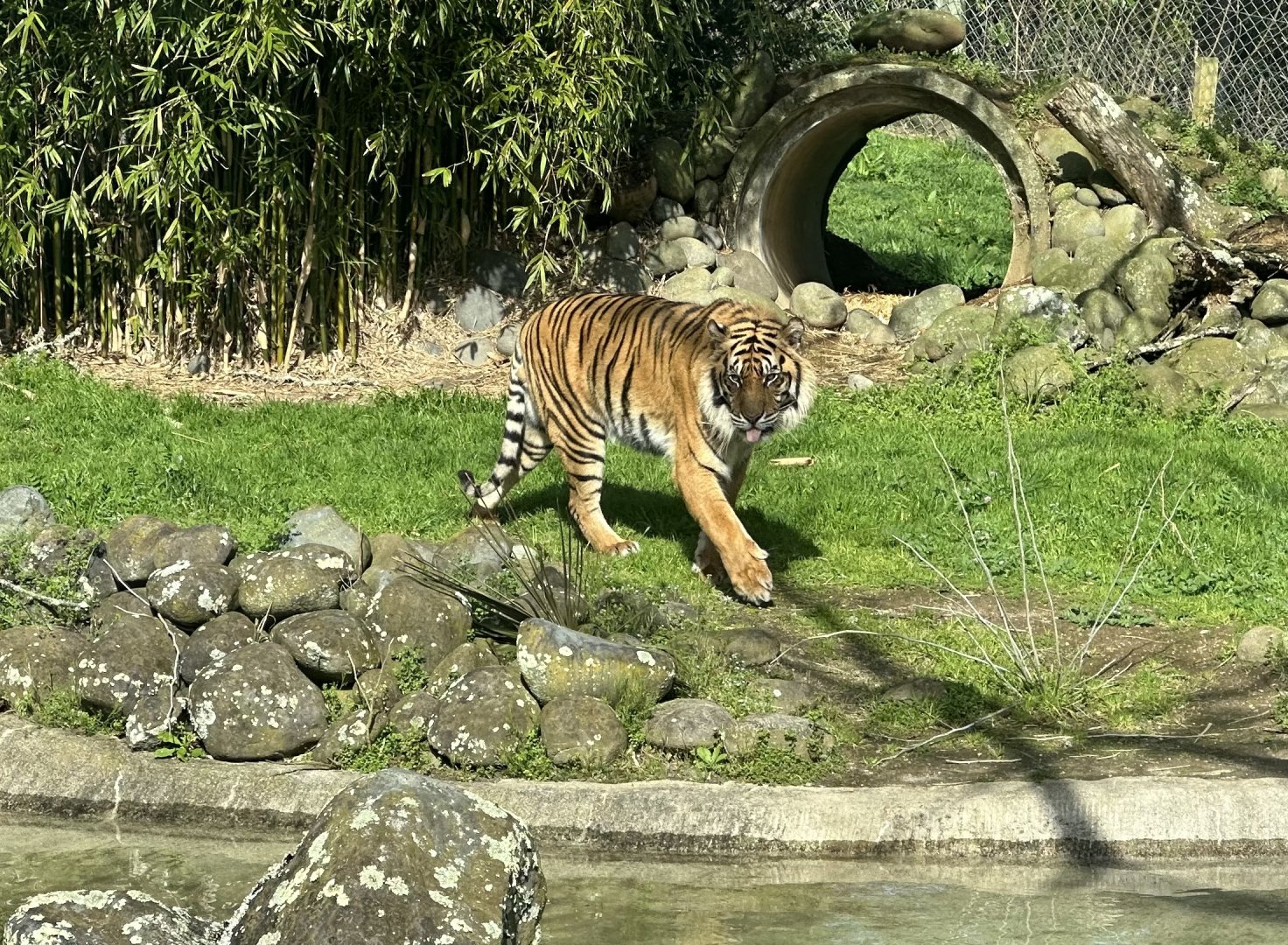 Scout (male Sumatran tiger)