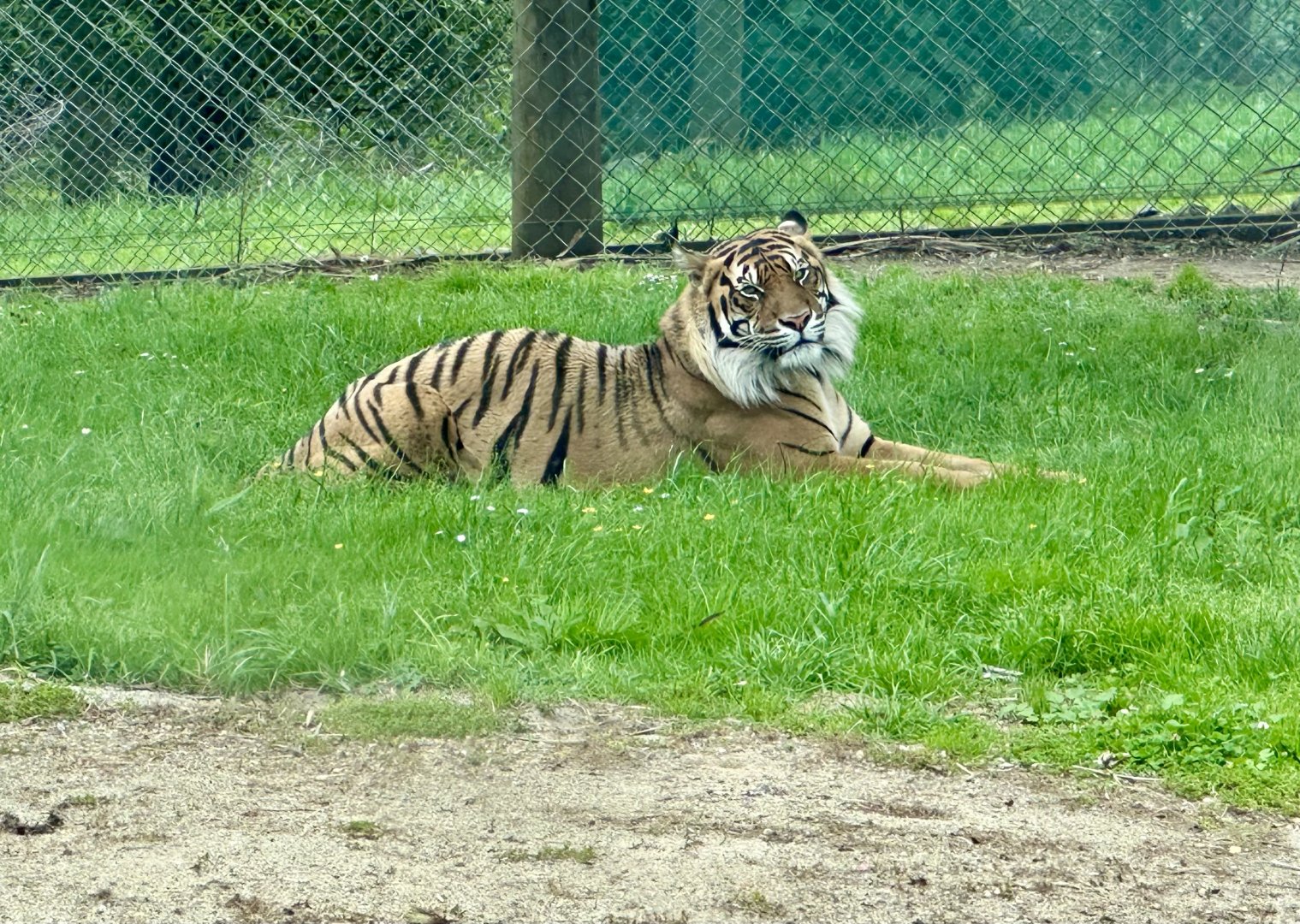Scout (New Male Sumatran Tiger)