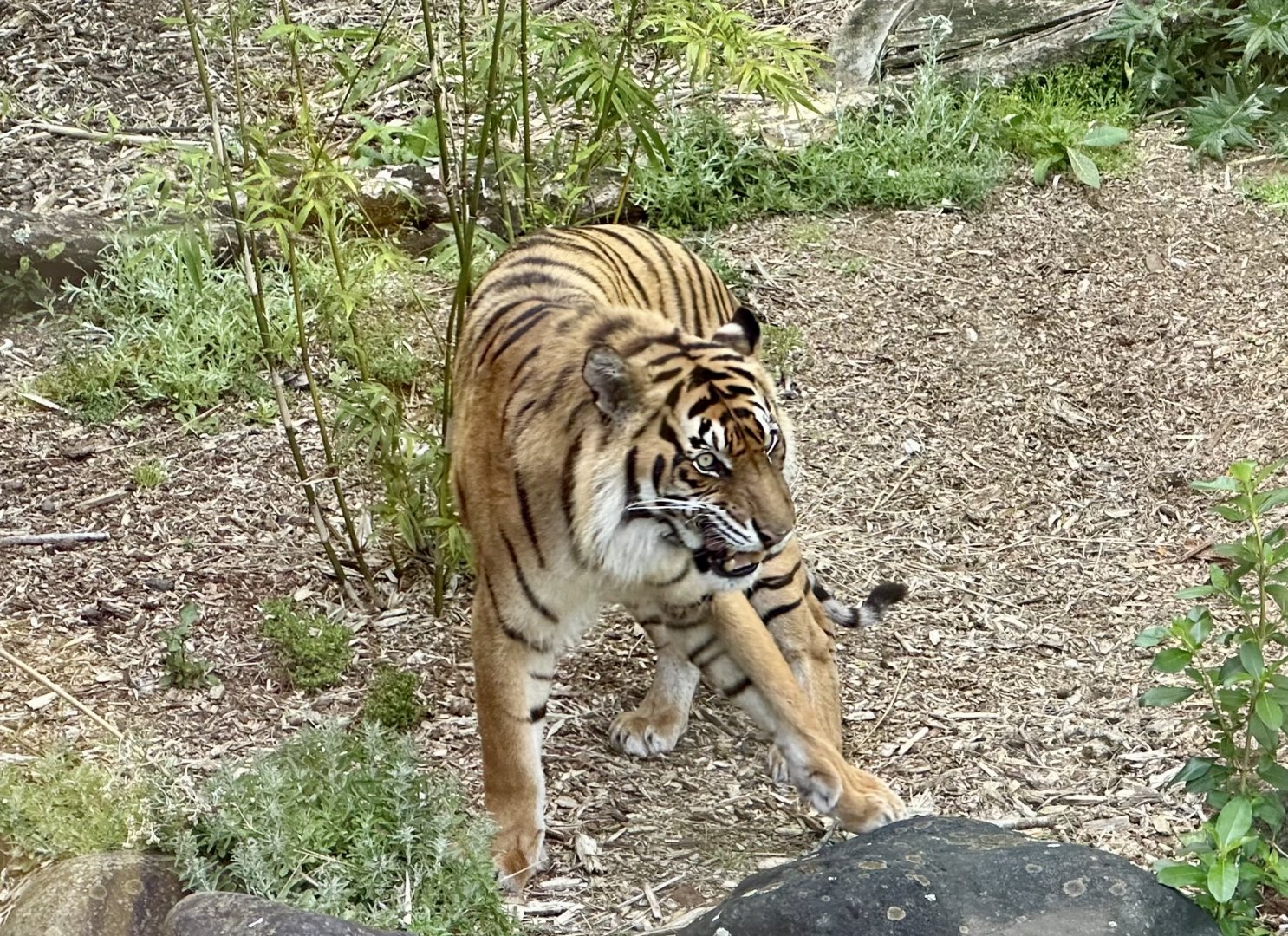 Scout (Sumatran Tiger)