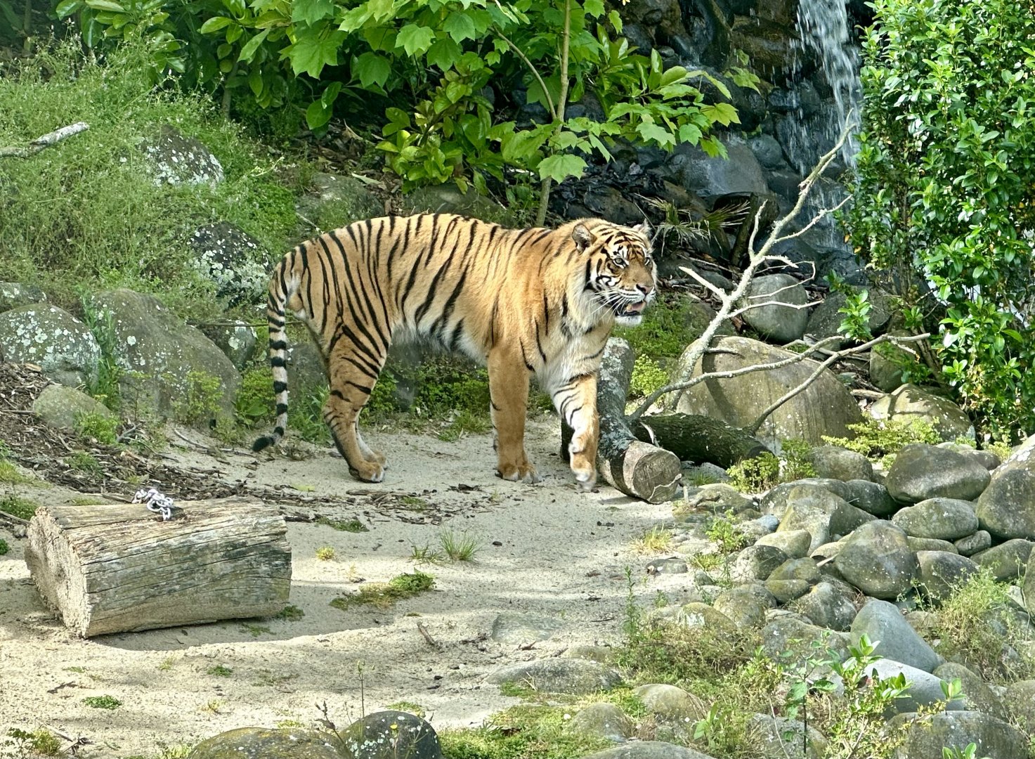 Scout (Sumatran Tiger)