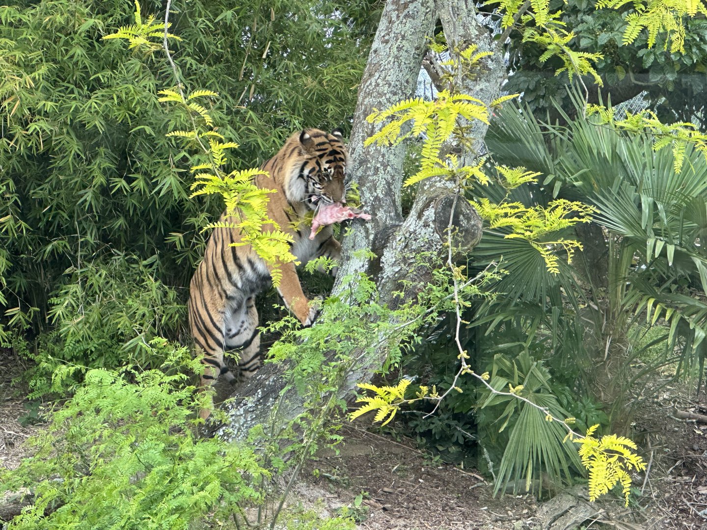 Scout (Sumatran Tiger)