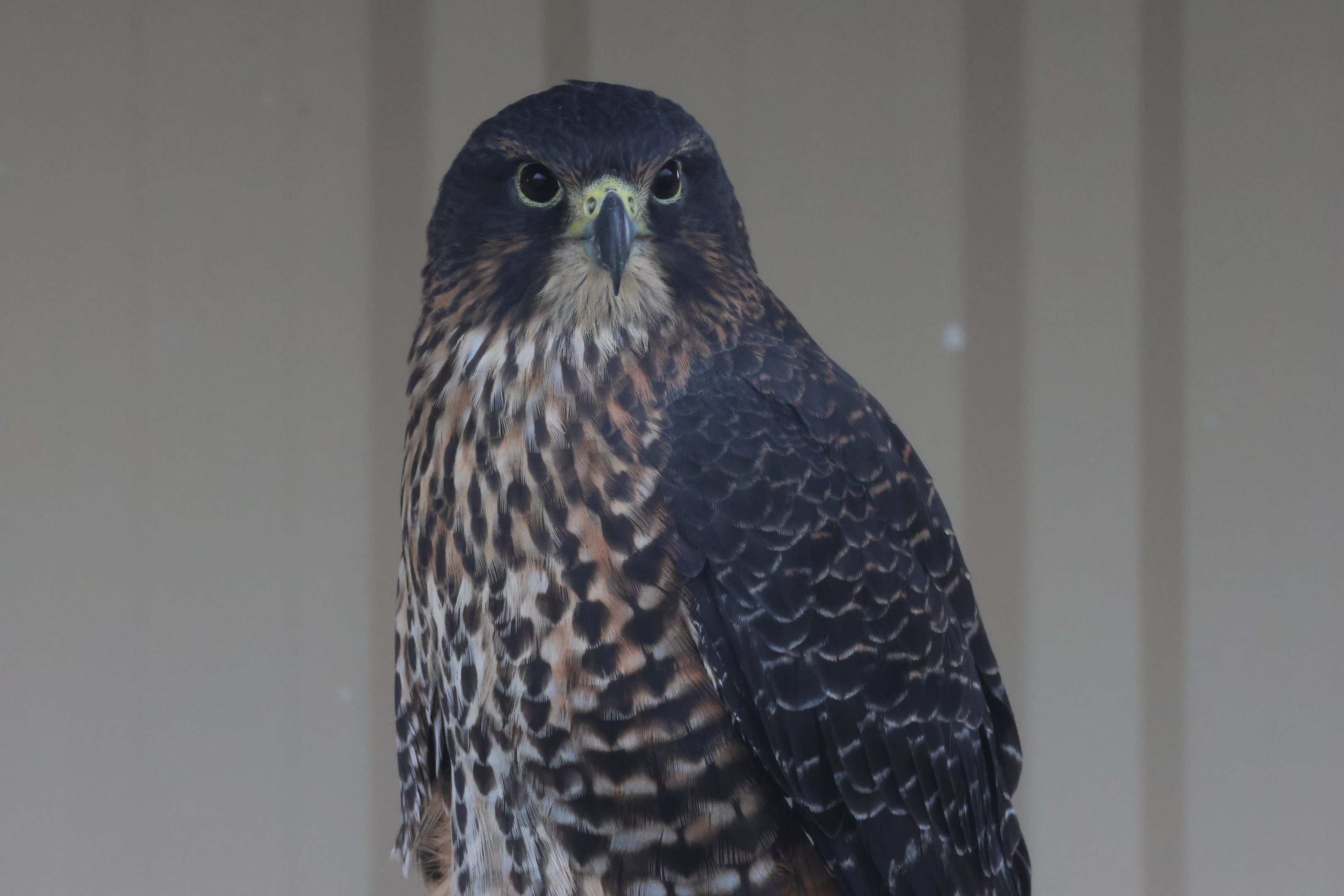 Scout the Kārearea (Falco novaeseelandiae), Kārearea Falcon Trust (Blenheim)