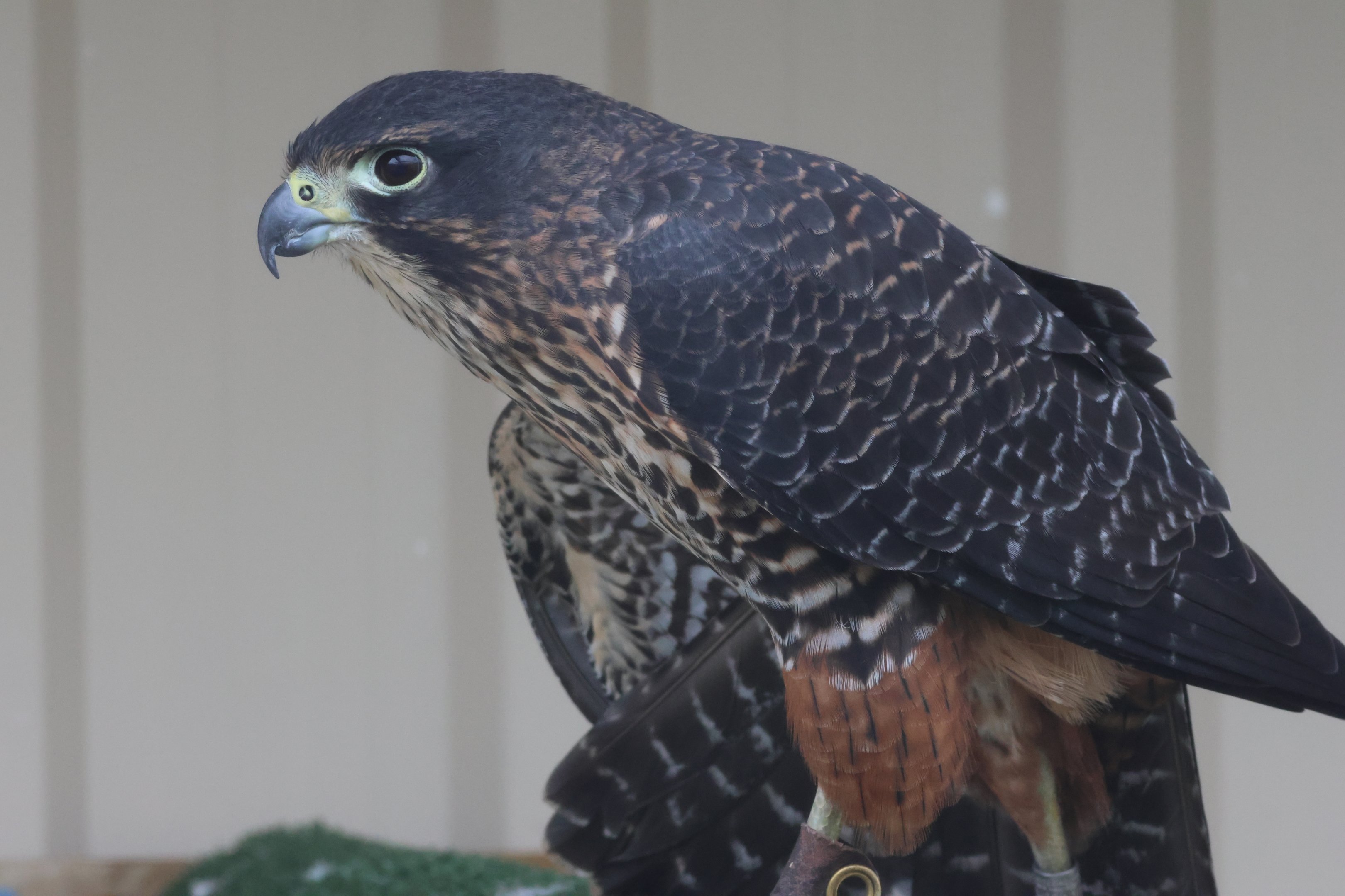 Scout the Kārearea (Falco novaeseelandiae), Kārearea Falcon Trust (Blenheim)