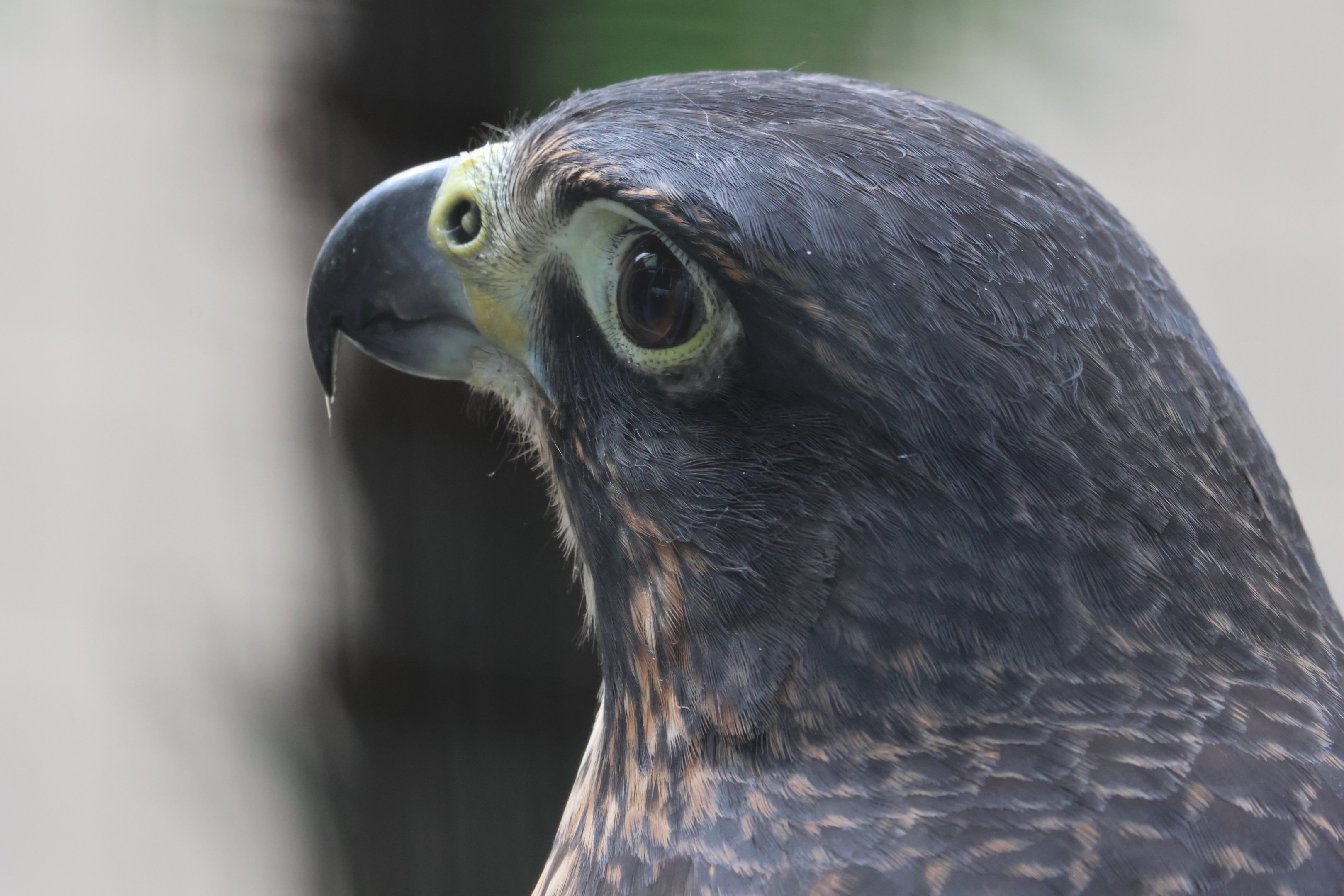 Scout the Kārearea (Falco novaeseelandiae), Kārearea Falcon Trust (Blenheim)