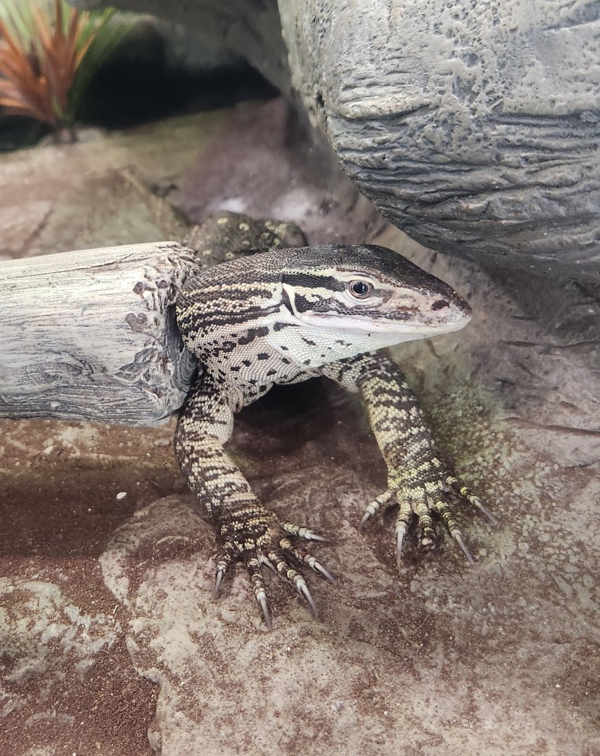 Scovill Zoo - Argus Monitor