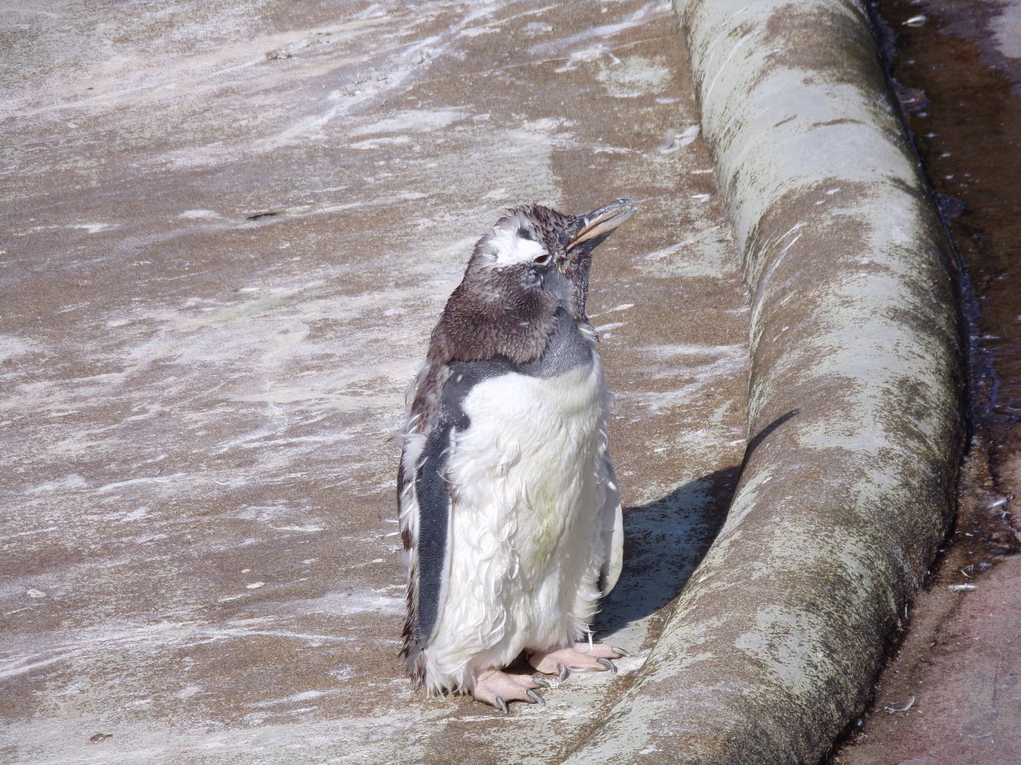 Scraggly gentoo penguin 9.9.23