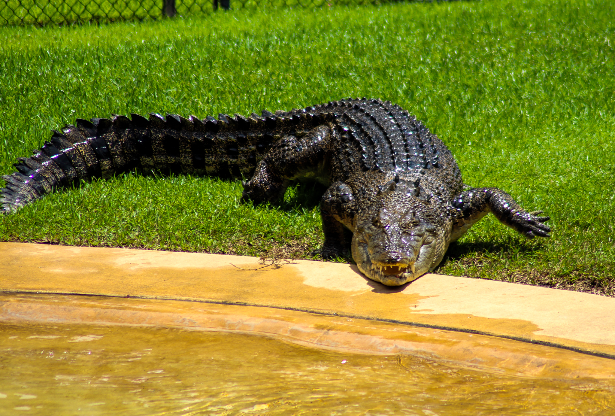 Scrappa the Saltwater Crocodile (Crocodylus porosus)