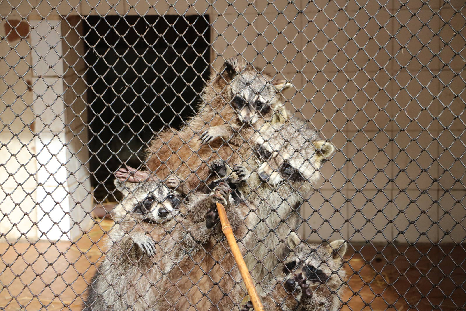 Scrapping raccoons, February 2016