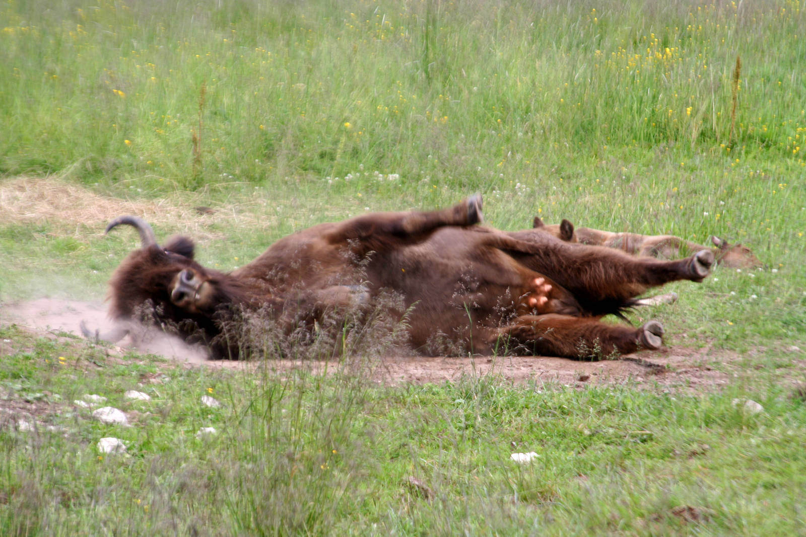 Scratch my back, please