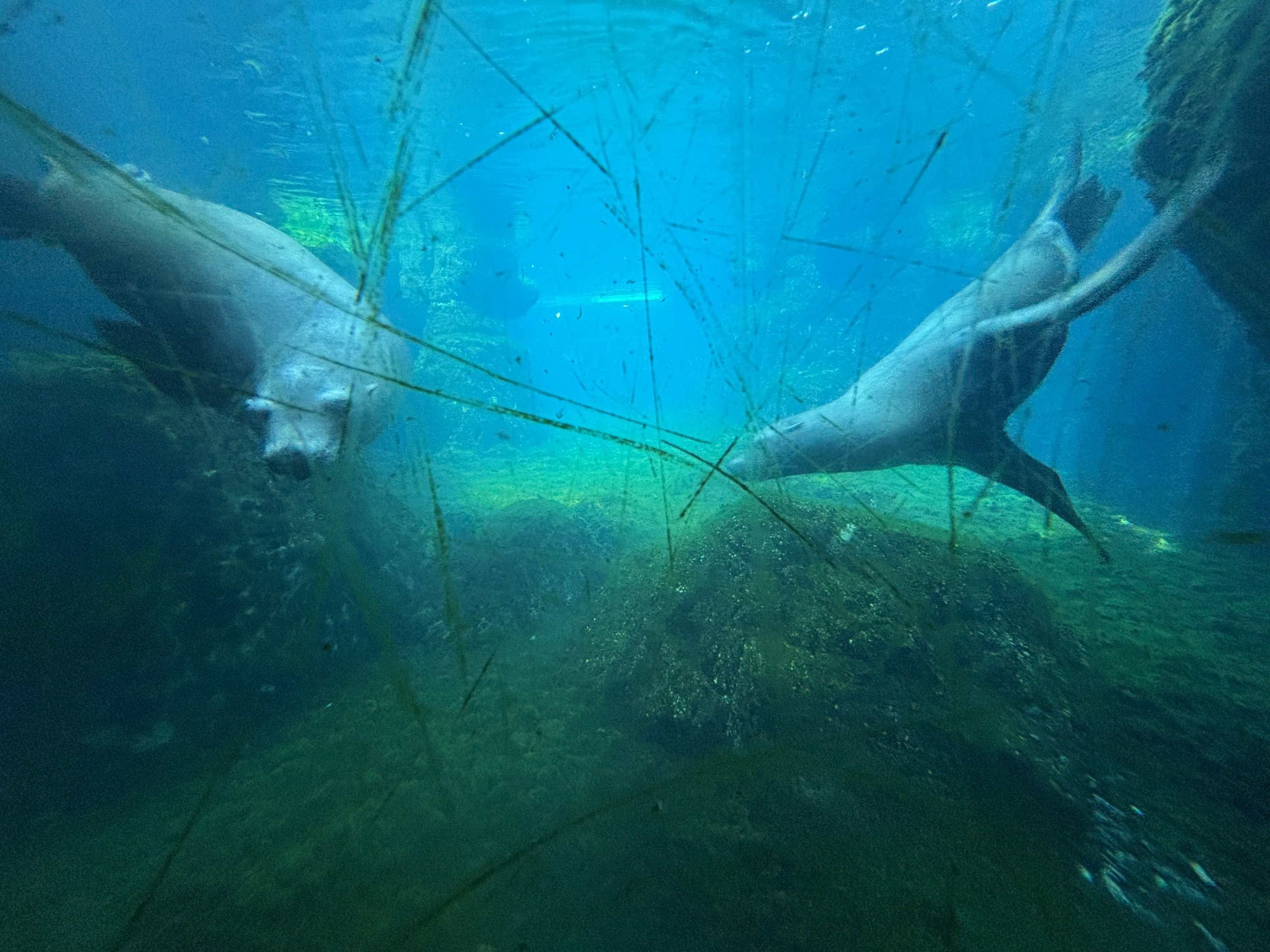 Scratched glass in California Sea Lion Exhibit