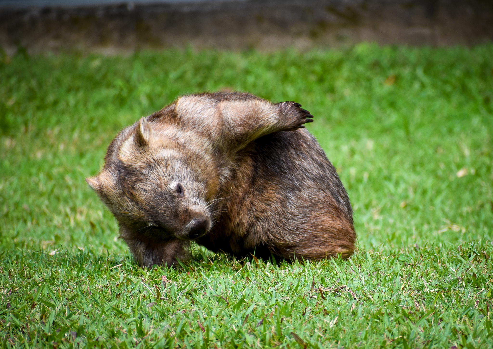 Scratching Common Wombat (Vombatus ursinus),