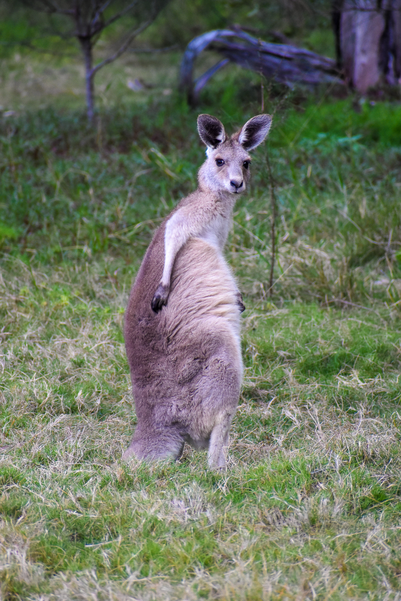 Scratching Eastern Grey Kangaroo (Macropus giganteus)