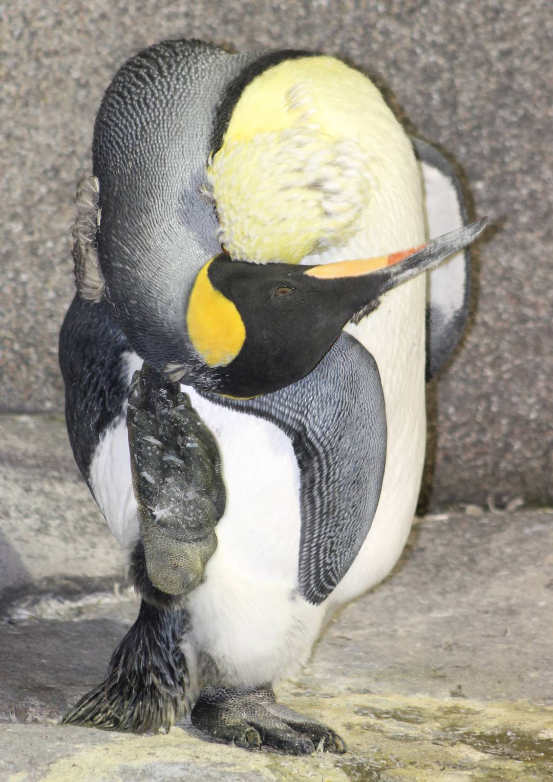 Scratching King penguin