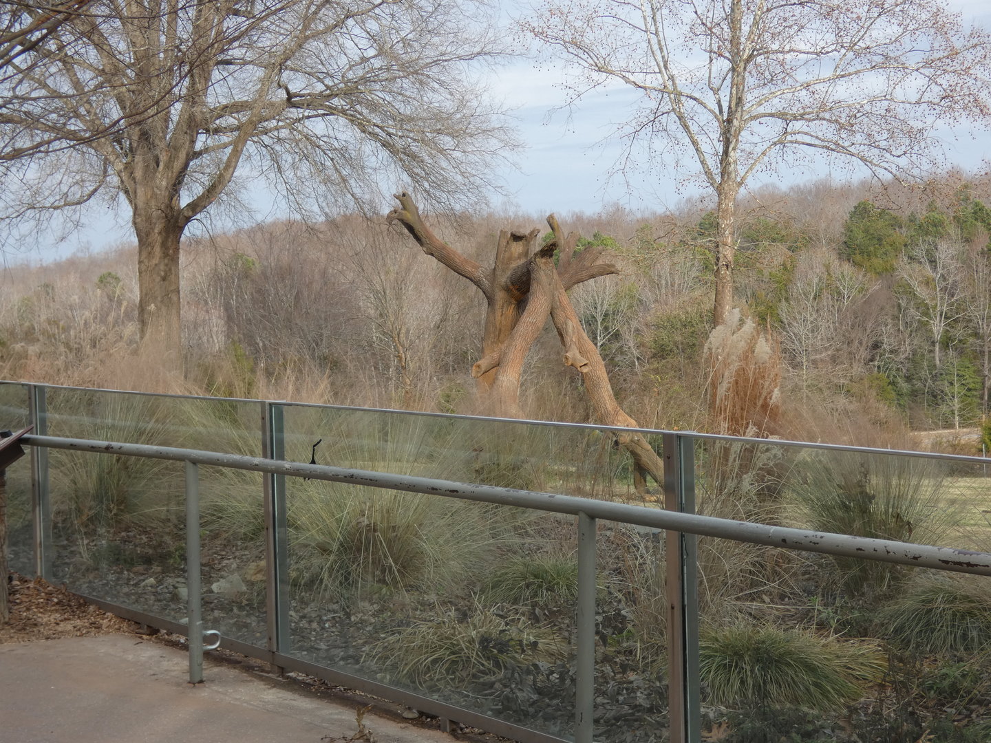 Scratching tree in Elephant exhibit