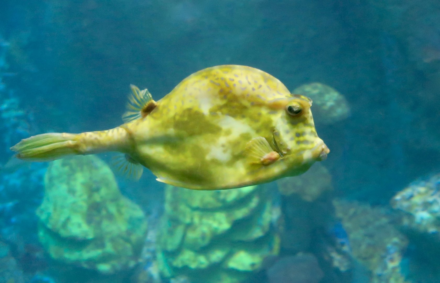 Scrawled Cowfish (Acanthostracion quadricornis)