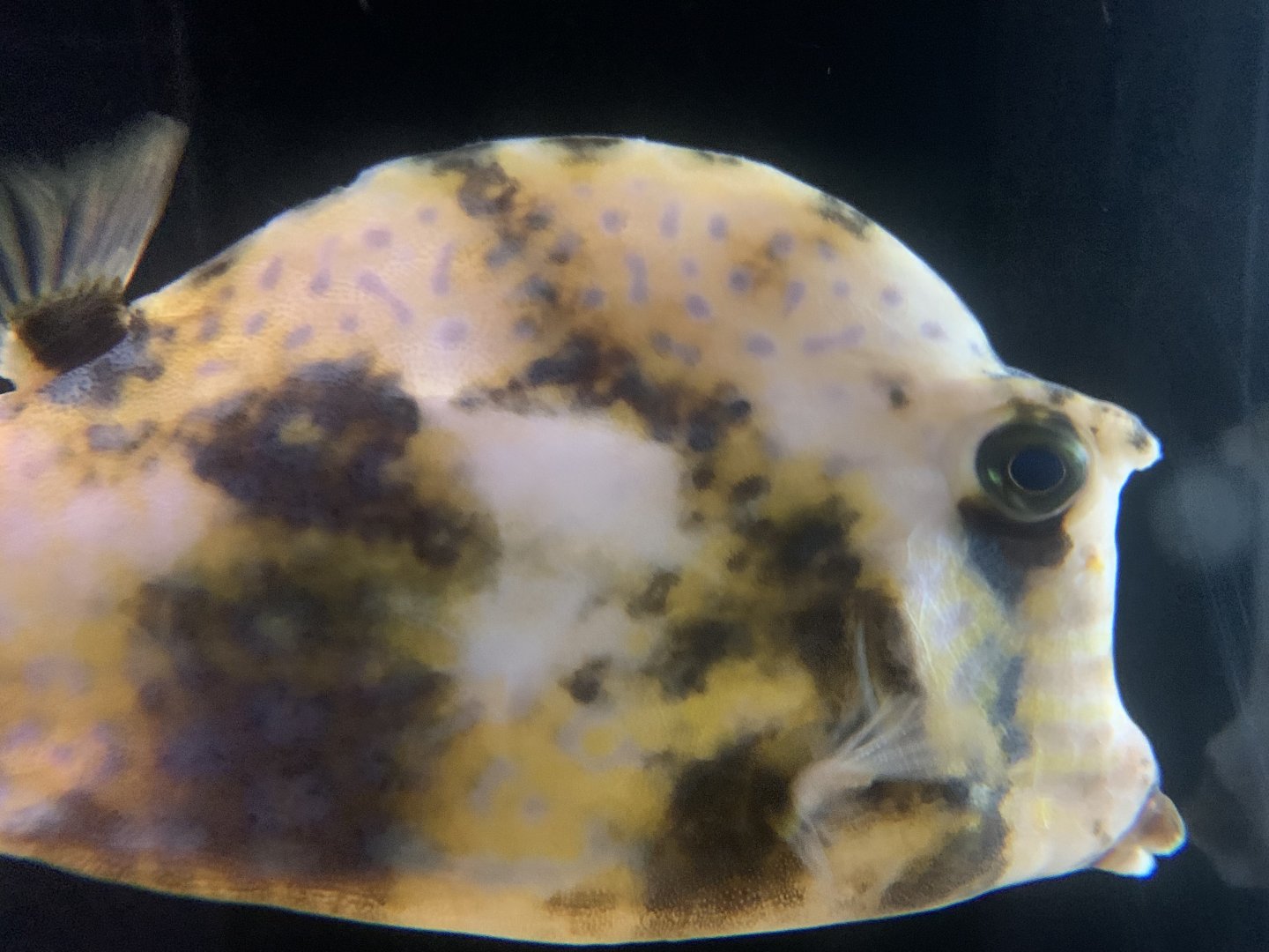 Scrawled Cowfish (Acanthostracion quadricornis)