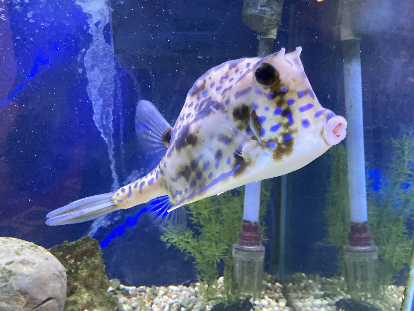 Scrawled Cowfish