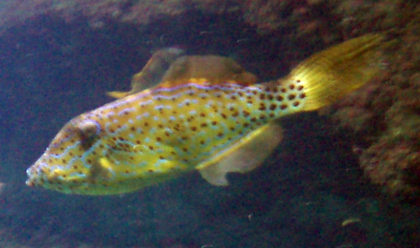 Scrawled Filefish (Aluterus scriptus)